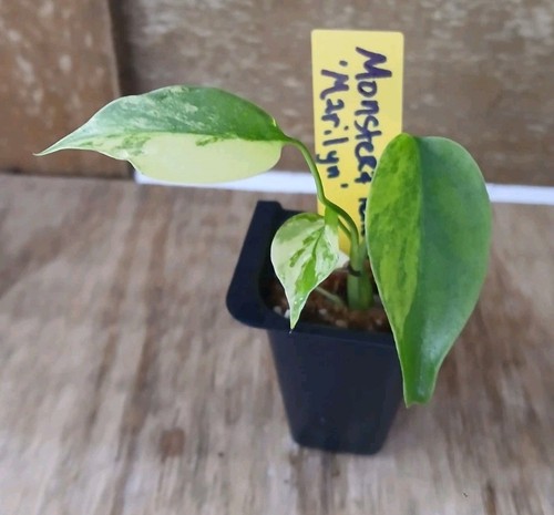 Variegated monstera marilyn - monstera,