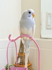 Bird Budgie 