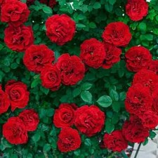 Red Climbing Rose Seeds - Red Rose Flower Viable Seeds For Home & Gardens 10X