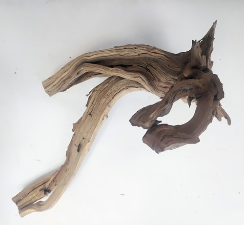 Sculptural manzanita - lg,