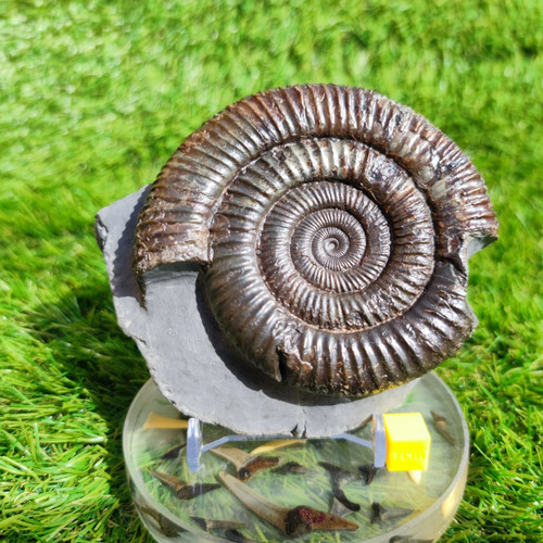 Large ammonite fossil