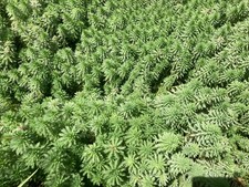 15 PARROT FEATHER PLANTS