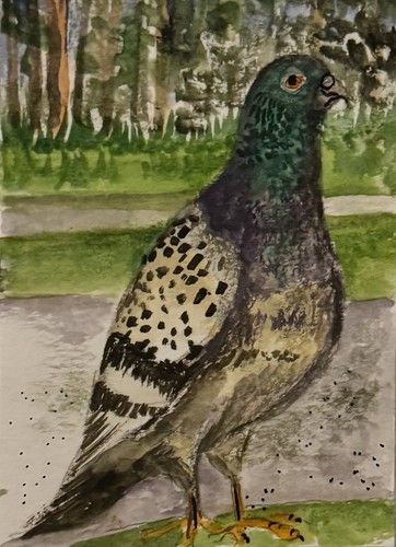Aceo original watercolour - aceo,