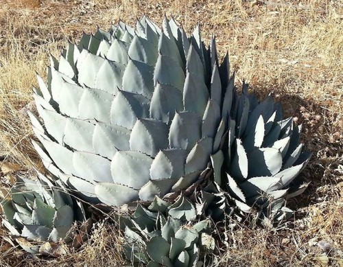 Agave parryi subsp - subsp.,
