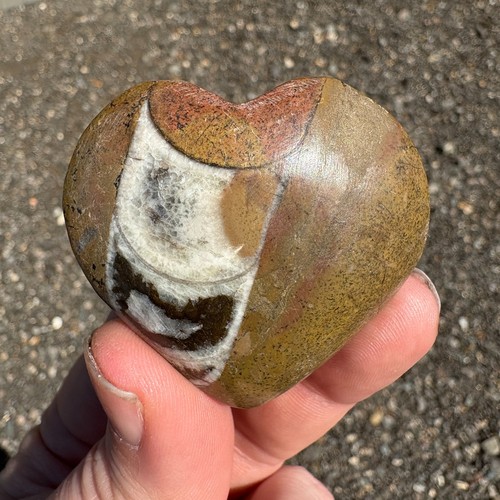 Orthoceras fossil heart 54mm - orthoceras,