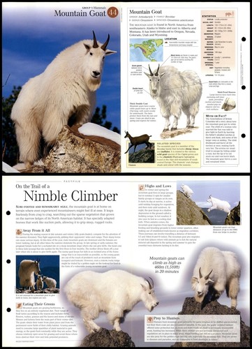 Mountain goat mammals - mountain,