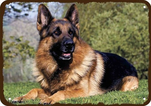 Beautiful red black german - red, &