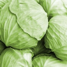 20 Cabbage Seeds White Ball