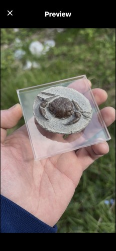 Vulgaris fossil crab eocene - vulgaris,