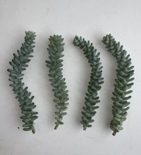 Sedum Morganianum Burrito