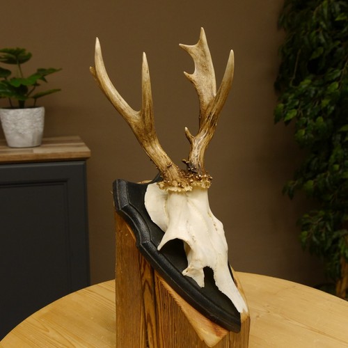 Abnormal buck deer antlers - deer,