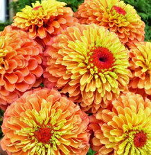ZINNIA "QUEEN LIME ORANGE"