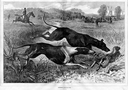 Greyhound dogs coursing - coursing, for