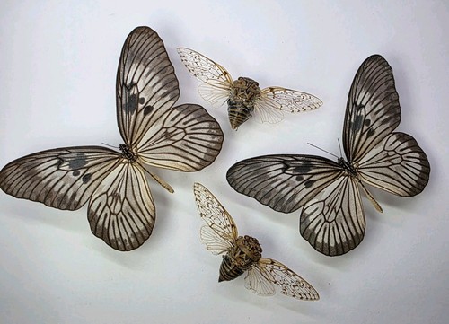 Real butterfly insect - real, butterfly/insect