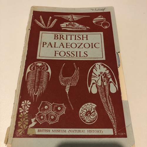 British palaeozoic fossils - palaeozoic,