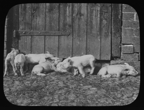 Photo small piglets next - piglets, to