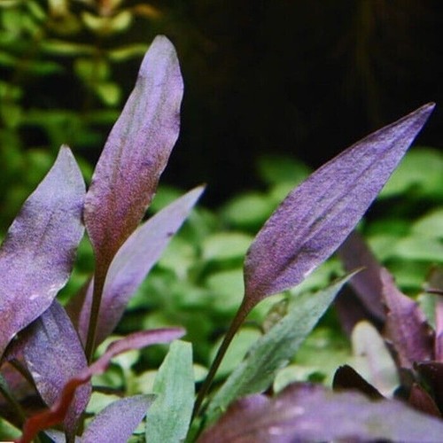 Cryptocoryne walkeri live - cryptocoryne,