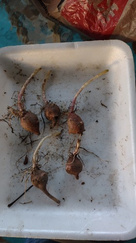 Very small red organic - ,