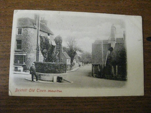 Walnut tree bexhill - walnut, town