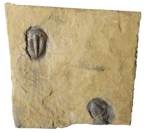 Cambrian trilobite fossil - cambrian,