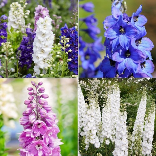 Delphinium seeds huge - -,