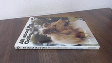 All About the Collie: Rough