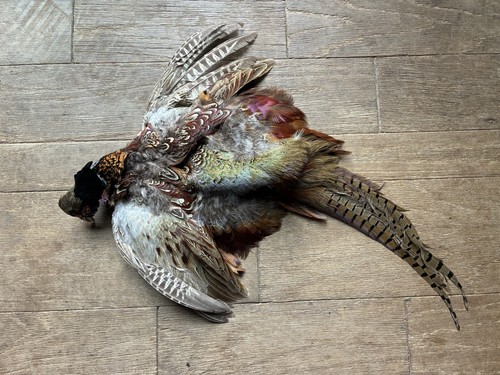 Rooster ringneck pheasant skin - rooster,