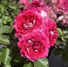 NANCY - Stunning Purple/ Pink  Floribunda Bush Rose - 4 Ltr POTTED