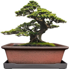 Decorative Ceramic Bonsai