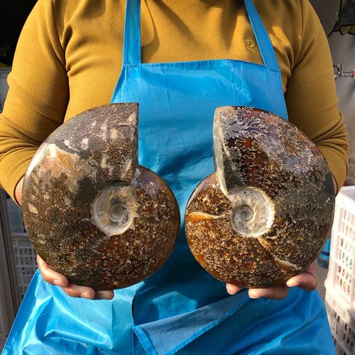 06lb 2pcs natural - 5.06lb,