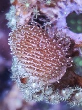 Toadstool Mushroom Frag Marine