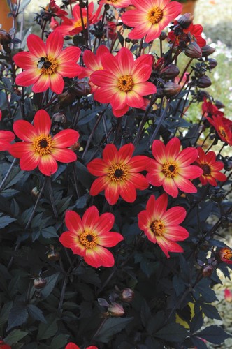 Dahlia tuber happy - tuber,