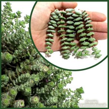 5x cuttings Crassula x