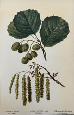 Antique Print Catkins &