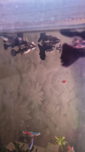Black guppy adults plus - 5,