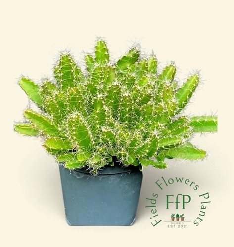 Hylocereus undatus dragon - hylocereus,