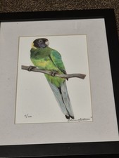 Australian Parrot Ltd Ed Framed Print 18/200 By  Catherine Scarteggini