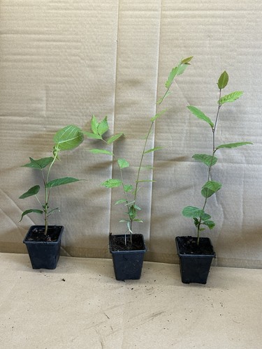 Bonsai seedling mix - x,