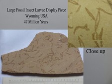 Insect Larvae Rare Fossil Green River Formation  30 x 15.5 cm  Wyoming 47 MYO