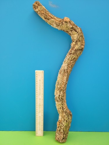 Cork bark branch 59cm snake - 59cm,
