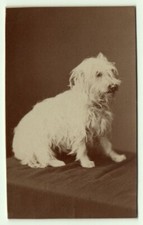 photo cdv 1880 Dog type poodle