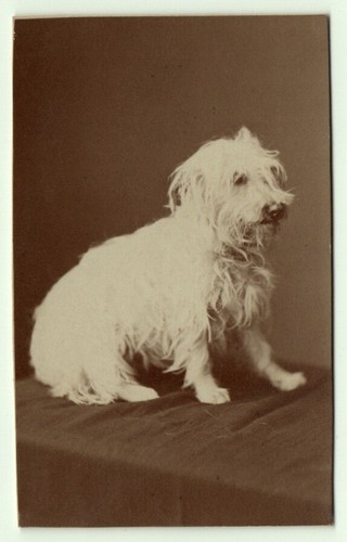 Photo cdv 1880 dog type - 1880, poodle