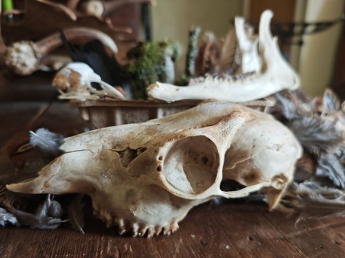 Curated woodland curiosity - woodland,