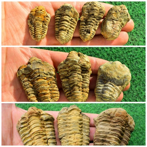 Trilobite fossil diacalymene - trilobite,