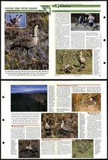 Saving The Nene Goose #54