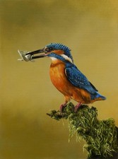 NEW SHIERS ORIGINAL "The Catch Kingfisher" wildlife bird birds rspb OIL PAINTING