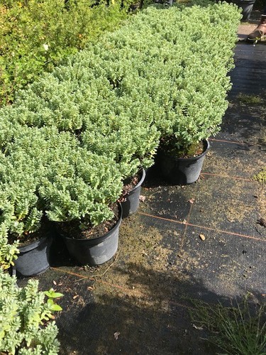 Hebe sutherlandii not - hebe, 'sutherlandii''
