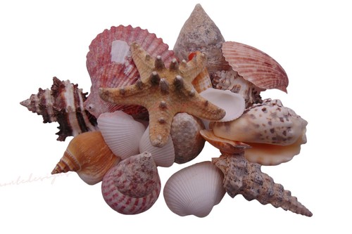 Jumbo mixed shells natural - shells,