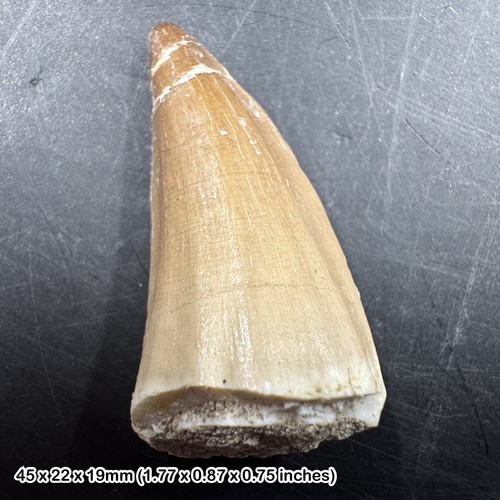Mosasaur tooth fossil - tooth,