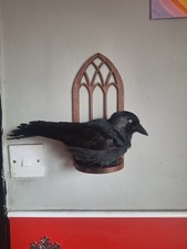 Taxidermy Jack Daw Wall